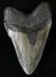 Nice Megalodon Tooth - North Carolina #20809-2